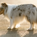 Ностальгические размышления о детстве в игре Sweet Bonanza