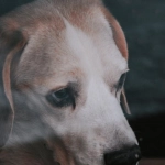 Меланхоличная атмосфера размышлений о программах лояльности казино