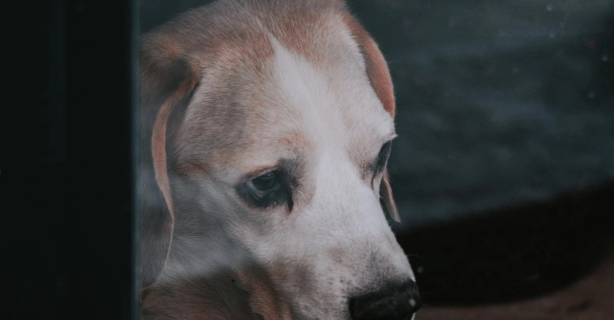 Меланхоличная атмосфера размышлений о программах лояльности казино